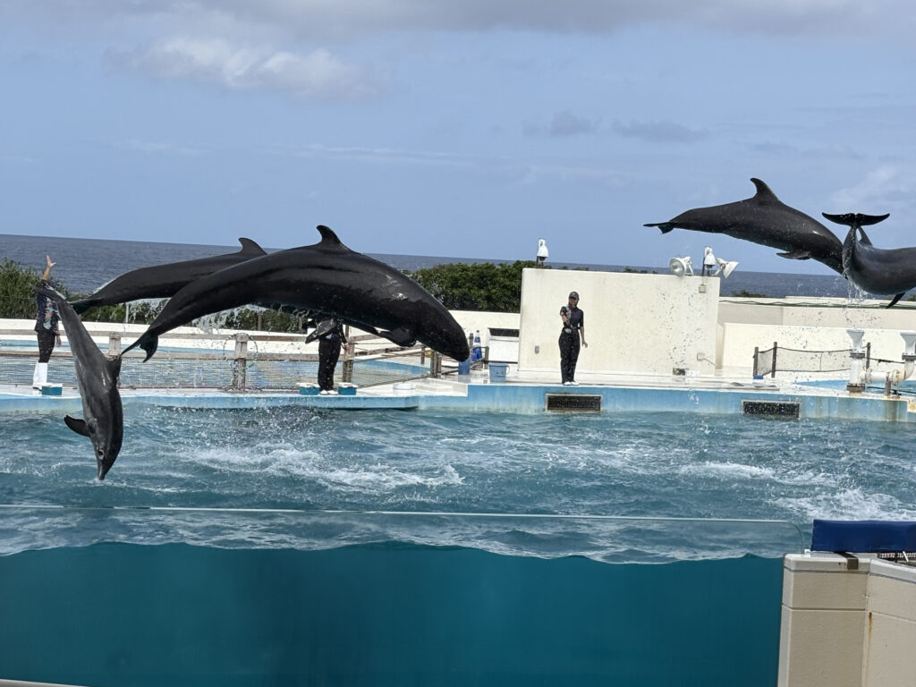 美ら海水族館のイルカ