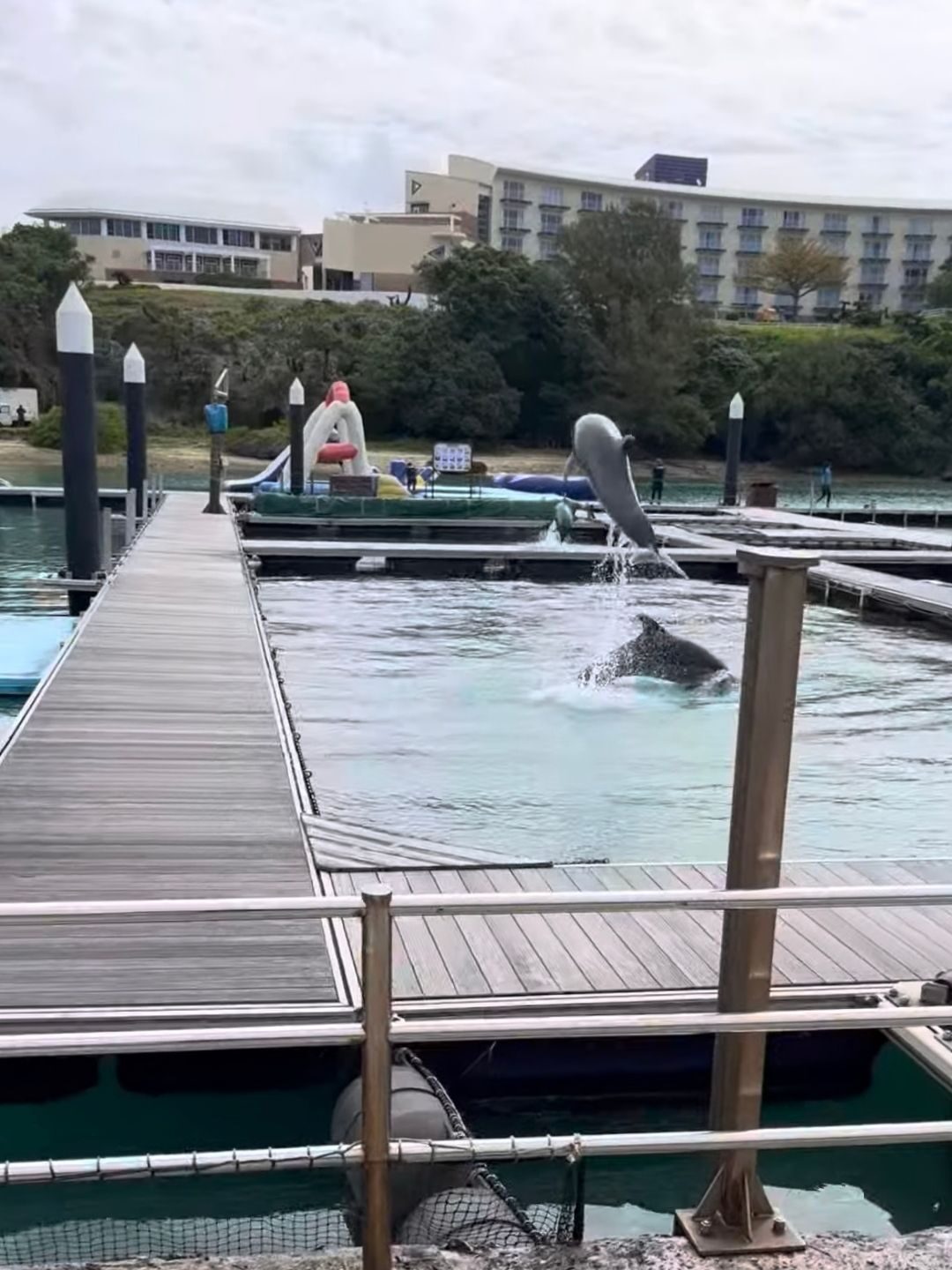 もとぶ元気村のイルカ